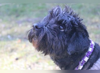 Lucy, Tibet Terrier, geb. 2012, liebe, rüstige Seniorin sucht ein Zuhause