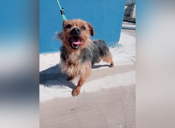 Tara, sucht mit ihrem Freund Tobby ein Zuhause