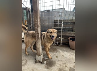 SINA, Hündin, 7 Jahre, 53 cm, Mischling, Tierschutz