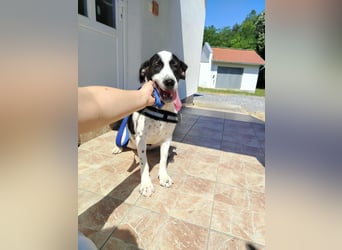 lieber Pointer Mischling Merlin sucht ein Zuhause oder Pflegestelle