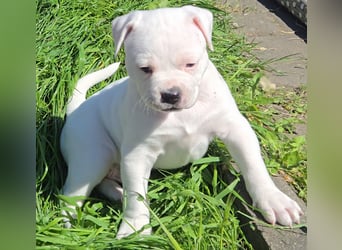 American Bulldog Welpen aus Hybrid/Standard Verpaarung ab Mitte Juni abzugeben, www.cocodin-bulls.de