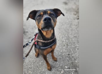 Fido SI – Ein aktiver Hund auf der Suche nach einem erfahrenen Zuhause