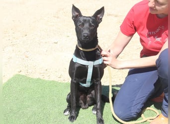 Faustino, Labrador-Mix - freundlich und sozial