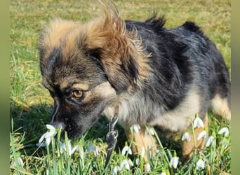 Kleine, feine ♥Roma♥ auf Körbchensuche