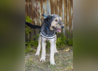 Boomer-SI, junger Hund sucht aktive Familie
