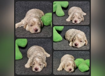 Cockapoo ! Bezaubernde Welpen aus langjähriger, bewährter u. überprüfter Haus/Familienaufzucht.