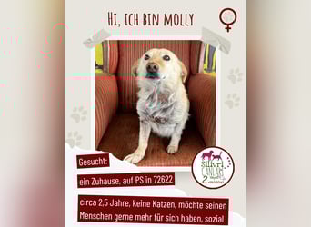 Ruhige Hündin Molly sucht ein zu Hause