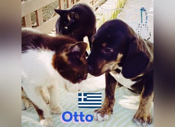 Otto, 01/25 - aktives Schlappohr sucht Familie