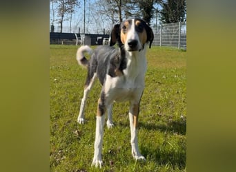 Bobi ❤️ wartet in 99718 Greussen