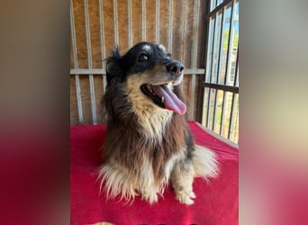 Gino, Collie-Mix, Rüde, geb. am 01.01.2018, 40 cm, -Notfall-
