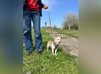 Kleine Ilvy sucht Menschen mit Herz