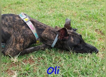 Oli 11/2023 (ESP Pflegestelle) - aufgeschlossener, lieber Handicap-Galgo sucht Zuhause!