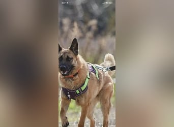 Schäferhund Mischling Kewin sucht ein liebevolles Zuhause
