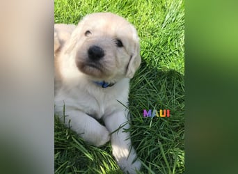 Goldendoodle & Labradoodle Labrador+Golden+Retriever+Pudel Welpen