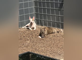 Mini Bullterrier