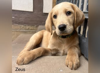 Labradoodle F1 apricot