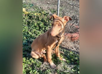 Pharaonenhund Feras