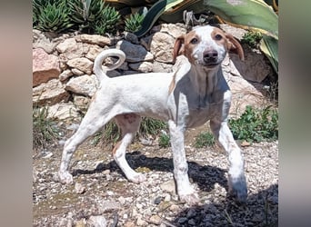 Qurilige freundliche NOLA sucht liebevolles Zuhause