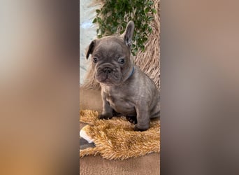 Französische Bulldogge Welpen