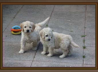 GOLDENDOODLE Traum ! Bezaubernde Welpen aus langjähriger+überprüfter Familienaufzucht.