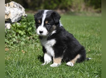 extrem hübsche , bestens sozialisierte Australian Shepherd Welpen aus kontollierter Zucht