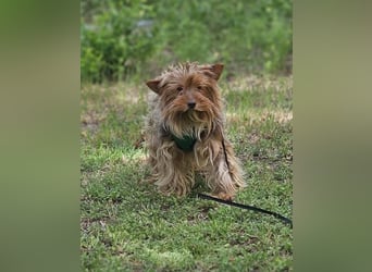Gimli sucht ein einfühlsames Zuhause