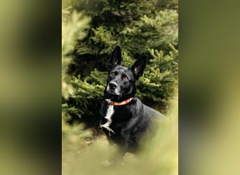Wunderbarer Charly sucht seine Familie