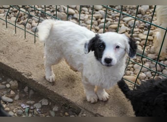 Pfiffige PUPIN - neugierig, gechillt und verschmust
