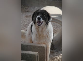Vana große Tornjak Mischlingshündin Mischling Hündin Herdenschutzhund sucht Zuhause o. Pflegestelle