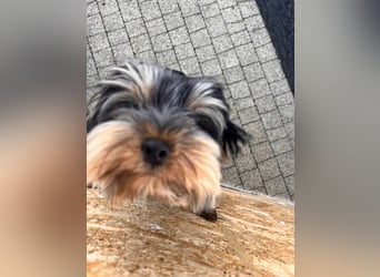 Oscar
