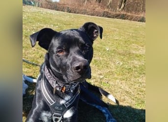 MIKO-#NOTFALL#-hübscher Hundemann liebt ausgedehnte Spaziergänge im Grünen