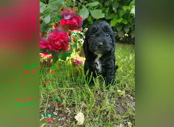 Schwarze Cockerdoodle Perlen