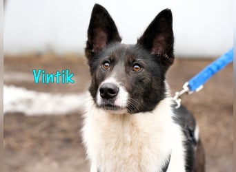 Vintik 08/2021 (RUS) - lebensfroher, intelligenter und sportlicher Rüde!