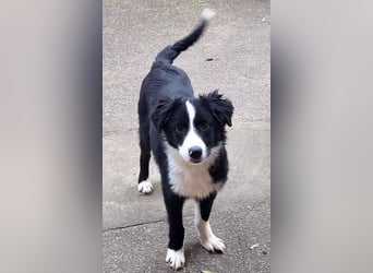 Coco - freundliche, aktive, verspielte Hündin / z.Zt. in Mühlheim