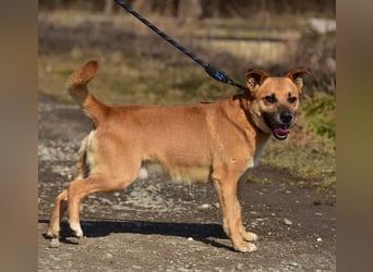 Borko S272 sucht ein ruhiges Zuhause