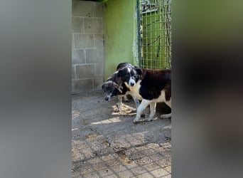 Coraggio - Der Mut hat sich schon bereit gemacht