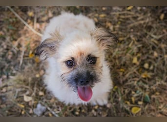 Welpe TOFFIE - wenn ich groß bin möchte ich ein richtiger Familienhund sein!