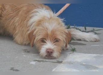 Big, ein kleiner Hund mit viel Energie und großem Kontaktbedürfnis