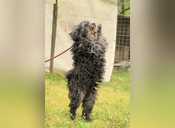 Bogáncs LM – Traumhund auf vier Pfoten sucht Herzensmenschen