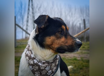 Bark - liebt die Menschen