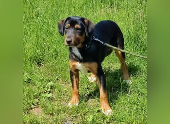 Charly - Körbchen auf Lebenszeit gesucht