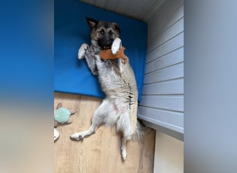 Süßer Cody(1 Jahr/53 cm/15 kg) sucht liebevolles Zuhause
