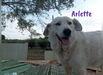Arlette 09/2020 (ESP) - ruhige, noble und sanfte Herdenschutz-Mix Hündin!