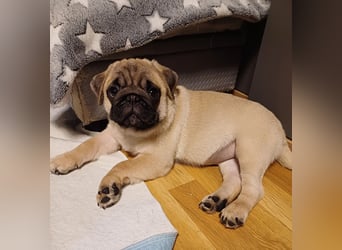 Mops welpen ab sofort Abgabe bereit.