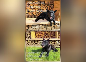 DSH Deutscher Schäferhund - Welpen lackschwarz