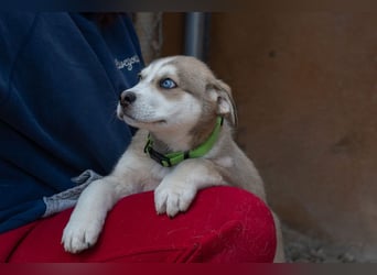 NALA-absolut liebevoll, eher ruhig, gesund und gestärkt wartet sie sehnsüchtig auf ihre Familie