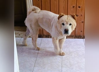 Chow-Chow Mädchen *Natascha* sucht das richtige Zuhause