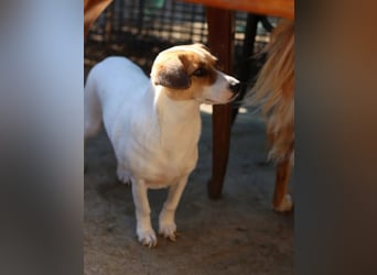 ⭐️MIRELLA⭐️, Hündin, 5 Jahre, 25 cm, Mischling, Tierschutz