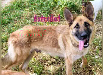 Estrella1 05/2021 (in Deutschland) - sportliche, hübsche Deutsche Schäferhund Mix Hündin!