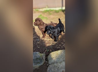 11 putzmuntere Aussiedoodles